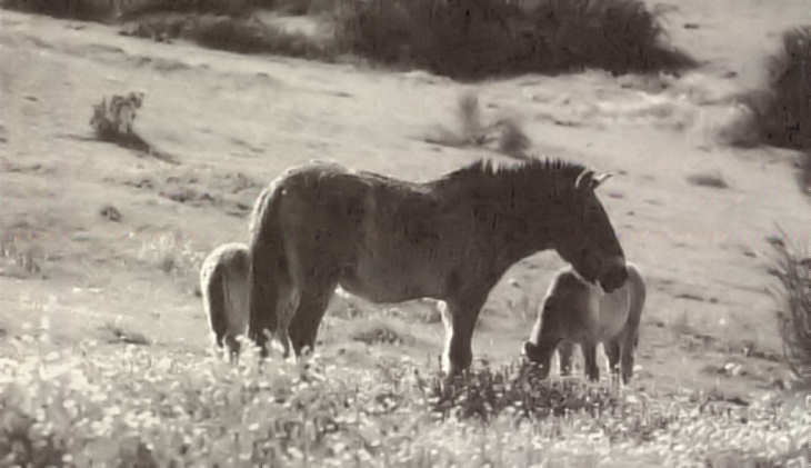 Cavalos de Prezwalski. - Clicar para ampliar.