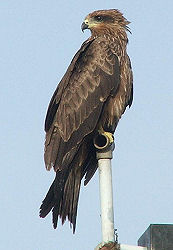 Milhafre-preto (milvus migrans). Foto de ???. Clicar para ampliar.