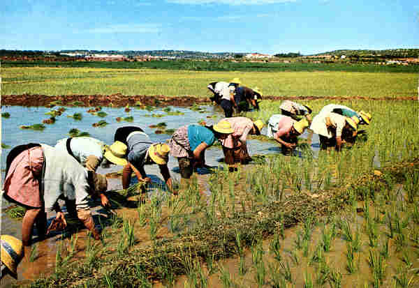 N. 29 - PORTUGAL. Plantao do arroz - Edio Centro de Caridade "Nossa Senhora do Perptuo Socorro", Porto - S/D - Dimenses: 14,9x10,4 cm. - Col. Ftima Bia.