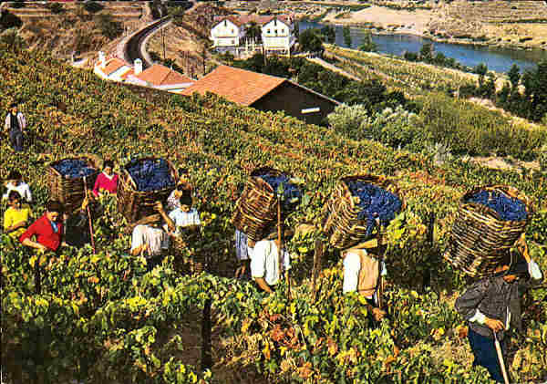 N. 51 - DOURO PORTUGAL. Vindimas - Edio Centro de Caridade "Nossa Senhora do Perptuo Socorro", Porto - S/D - Dimenses: 14,9x10,4 cm. - Col. Ftima Bia.