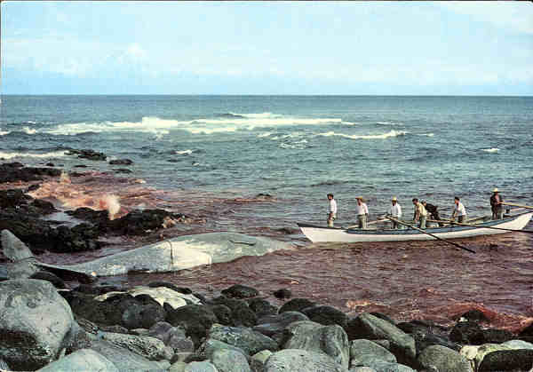 Nº 10-S. MIGUEL (Açores) - Caça à baleia - Ed. Fotografia Nóbrega, Lda - SD - Dim. 15x19,4 cm - Col. M. Boia (1981).