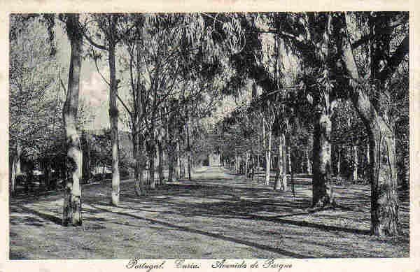 SN - Portugal. Curia. Avenida da Parque - Ed. Bazar Soares, Porto - (Foto Soares Leito, Curia) - Dim.13,8x9,0 cm - Col. A. Simes (289).