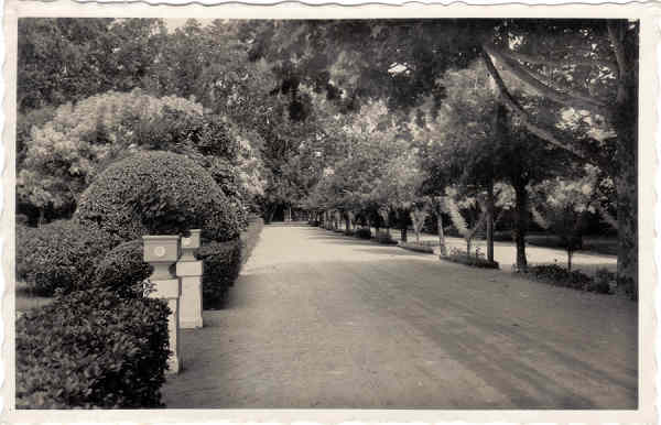 SN - CURIA - Portugal - Uma Avenida do Parque - Ed. Junta de Turismo - Curia - Dim. 14,0x9,0 cm - Col. A. Simes (229).