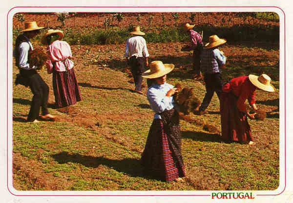 N. 13 - PORTUGAL Preparao do linho (Entarroar as belgas) para a primeira rega - Ed. ncora - Dim. 15x10,5 cm - Col. Mrio Silva.