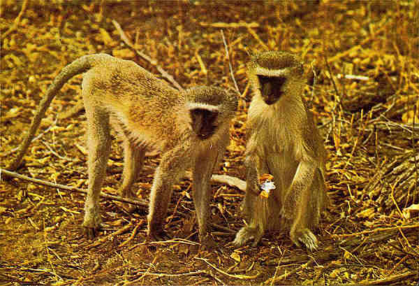 N. M7/3 - MACACO VERVET (Cercopithecus aethiops pygerythrus) - Publicado pela Sociedade de Safaris de Moambique (SARL) com autorisao de Big Game Photography - S/D - Dimenses: 15x10,2 cm. - Col. Manuel Bia (1970)