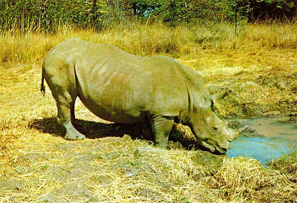 N. R4/14 - RINOCERONTE (CERATOTHERIUM simum simum) - Publicado pela Sociedade de Safaris de Moambique (SARL) com autorisao de Big Game Photography - S/D - Dimenses: 15x10,2 cm. - Col. Manuel Bia (1970)