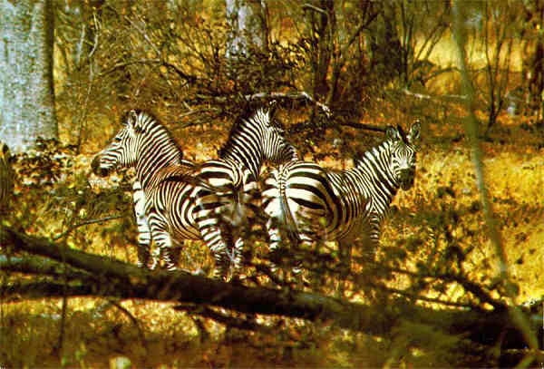 N. ZI/20 - ZEBRA (EQUUS burchelli) - Publicado pela Sociedade de Safaris de Moambique (SARL) com autorisao de Big Game Photography - S/D - Dimenses: 15x10,2 cm. - Col. Manuel Bia (1970)