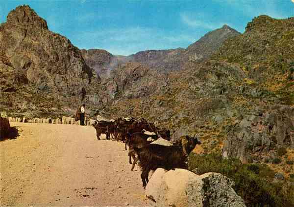 Mod 515/Pr. - SERRA DA ESTRELA. Um pastor da regio - Edio OCASO - S/D - Dimenses: 14,7x10,4 cm. - Col. HJCO (1972)