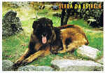 056- SEV-0021 - SERRA DA ESTRELA (PARQUE NATURAL) Beira Alta PORTUGAL Co - SERRA DA ESTRELA - Ed. GRAFIPOST - Editores e Artes Grficas,Lda - TEL. 214342080 FILIAL-LOUL - 2006 - Dim. 15x10,5 cm - Col. Ftima Bia (2010)