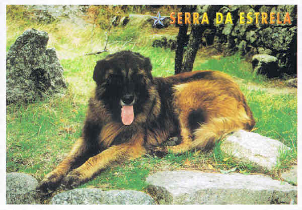 056- SEV-0021 - SERRA DA ESTRELA (PARQUE NATURAL) Beira Alta PORTUGAL Co - SERRA DA ESTRELA - Ed. GRAFIPOST - Editores e Artes Grficas,Lda - TEL. 214342080 FILIAL-LOUL - 2006 - Dim. 15x10,5 cm - Col. Ftima Bia (2010)