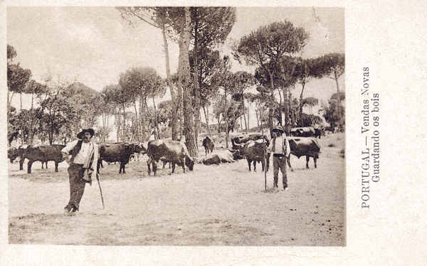 SN - VENDAS NOVAS. Guardando bois - Edio Alberto Malva, Lisboa - Dim. 13,7x8,8 cm -Col. A. Monge da Silva (cerca de 1930)