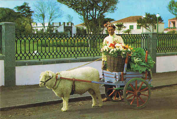 N.º 71 - S. MIGUEL (Açores) Carroça de carneiro - Ed. Fotografia Nóbrega, Lda, Ponta Delgada - S. MIGUEL - AÇORES - Lito Of. Artistas Reunidos, Porto - SD - Dim. 14,9x10,3 cm. - Col. Manuel Bóia (1981).