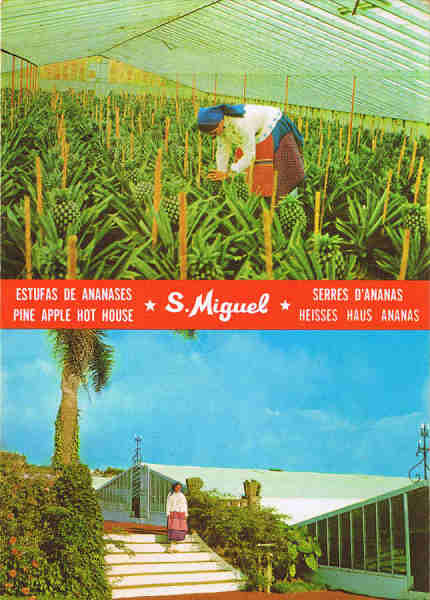 N.º 776 - S. MIGUEL - Açores Estufas de Ananases - Ed. CÓMER - Trav. do Alecrim, 1 - TELF.328775 LISBOA-PORTUGAL - S/D - Dim. 10,5x15 cm. - Col. Manuel Bóia (1981).