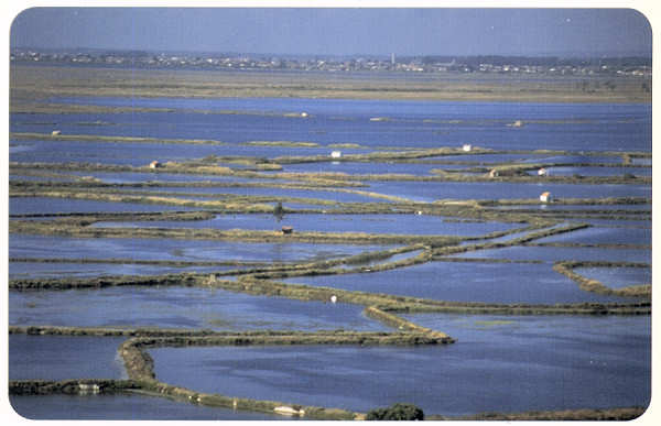 SN - Muros de marinhas - Ed. Cmara Municipal de Aveiro. Foto Manuel Gamelas - SD - Dim. 15x10 cm - Col. Gaspar Albino