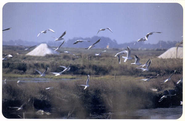 SN - Bailado das gaivotas - Ed. Cmara Municipal de Aveiro. Foto Manuel Gamelas - SD - Dim. 15x10 cm - Col. Gaspar Albino