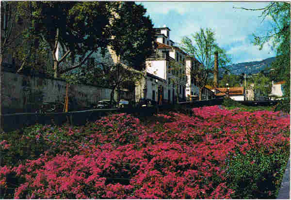 POR 44 - FUNCHAL  (Madeira) Buganvileas - Ed. Francisco Ribeiro - Rua Nova de S. Pedro,27 telef. 23930 FUNCHAL - MADEIRA - SD - Dim. 14,5x10,3 cm. - Col. Ftima e Manuel Bia (1975).