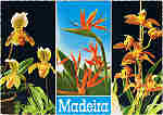 MD. 5 - MADEIRA. Orquidea: Cymbidium Louwamo - Cypipedilum insigne - Sterilizia regina - Ed. Hans Huber KG Agente no Funchal: Francisco Ribeiro, Rua Nova de S. Pedro, telef. 23930 - SD - Dim. 14,8x10,4 cm - Col. Manuel e Ftima Bia (1975).