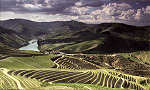 SN - Douro Valley, Portugal - Concurso de Fotografia do Douro 2010 - Rui Ademar Pires - Ed. Postalfree - Dim. 148x105 mm - Col. nio Semedo