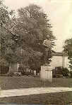 Aveiro Monumento a Alberto Souto Foto 9x12,5 cm ColFMSarmento