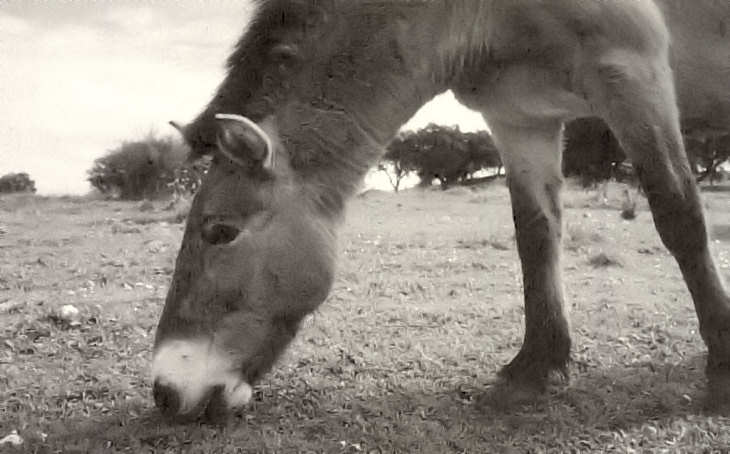 Cavalo de Prezwalski. - Clicar para ampliar.