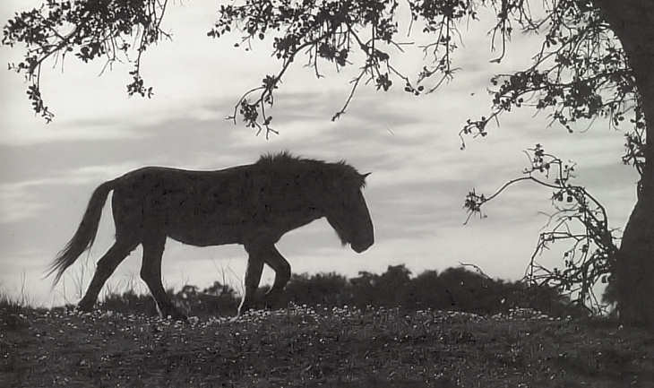 Cavalo de Prezwalski. - Clicar para ampliar.