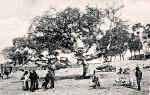 S/N - Portugal Caldas da Rainha Feira de porcos - Editor Jos da Silva Dias (Editado em 1912) - Dimenses: 9x14 cm. - Col. M. Chaby