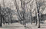 N. 55 - Portugal Caldas da Rainha Rua Central do Parque_Editor Dias e Paramos_Editado 1906_Dim 9x14 cm. - Col. M. Chaby