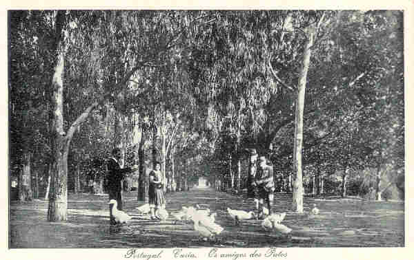 SN - Portugal. Curia. Os amigos dos Patos - Ed. Bazar Soares, Porto - (Foto Soares Leito, Curia) - Dim. 14,0x8,9 cm - Col. A. Simes (153).