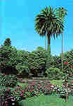 N 14 - CURIA - Portugal - Jardins do Parque - Ed. Junta de Turismo da Curia - 14,9,x10,4 cm. - Col. A. Simes 1039.