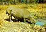 N. R4/14 - RINOCERONTE (CERATOTHERIUM simum simum) - Publicado pela Sociedade de Safaris de Moambique (SARL) com autorisao de Big Game Photography - S/D - Dimenses: 15x10,2 cm. - Col. Manuel Bia (1970)