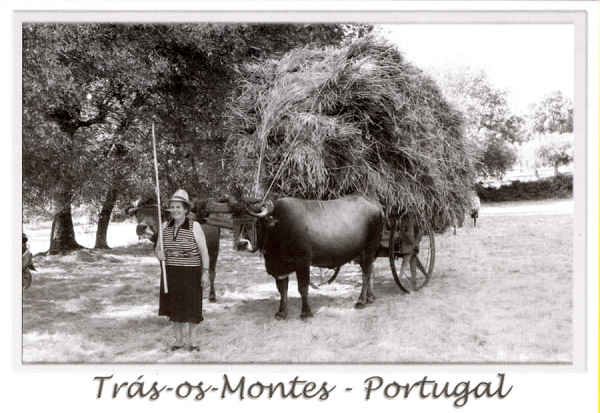 N. 40529 - Trs-os-Montes - Portugal - Usos e Costumes Regionais - Nunes de Almeida.Editores, AP 83 2711- 999 Sintra postaisdeportugal@portugalmail.pt Arquivo: Foto Fernandes*Macedo de Cavaleiros Fotografia:Cortesia da Junta de Freguesia de Morais-Macedo de Cavaleiros - SD - Dim. 15x10,5 cm - Col. Ftima Bia (2011)