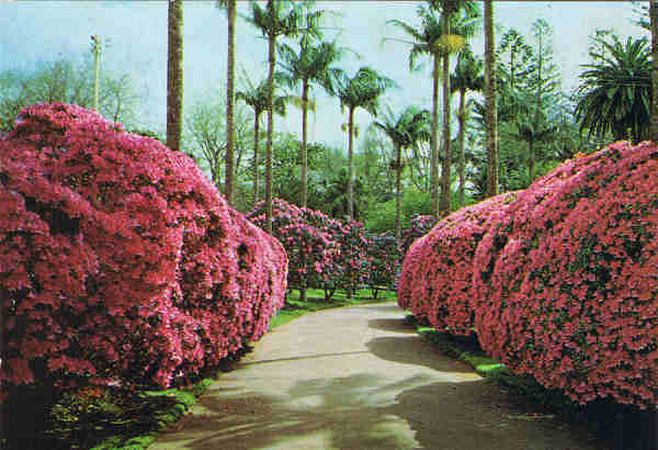 N.º 72 - FURNAS - S. MIGUEL (Açores) Parque do Hotel "Terra Nostra" - EDIÇÃO NÓBREGA, Lda 9500 PONTA DELGADA - S. MIGUEL - AÇORES - Lito Of. Artistas Reunidos, Porto - SD - Dim. 15x10,5 cm. - Col. Manuel Bóia (1981).