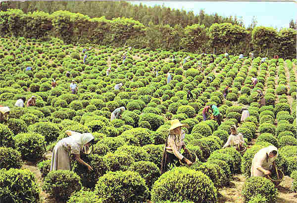 N.º 68 - S. MIGUEL (Açores) Plantação de Chá - Ed. NÓBREGA,Lda 9500 PONTA DELGADA - S. MIGUEL - AÇORES LITO OF. ARTISTAS REUNIDOS-PORTO - S/D - Dim. 15x10,5 cm. - Col. Manuel Bóia (1981).