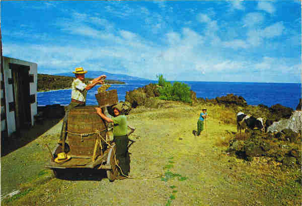 Nº 2250 - ILHA DO PICO - AÇORES  VINDIMAS - Ed. CÓMER, Trav. do Alecrim, 1 - Tel. 328775 - Lisboa - Portugal - S/D - Dim. 14,9x10,5 cm. - Col. Manuel Bóia (1981).