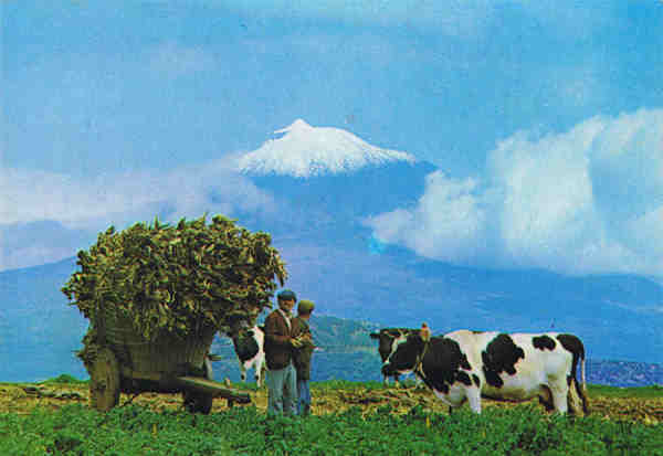 Nº 2254 - ILHA DO PICO - AÇORES  CENA TÍPICA - Ed. CÓMER, Trav. do Alecrim, 1 - Tel. 328775 - Lisboa - Portugal - S/D - Dim. 14,8x10,5 cm. - Col. Manuel Bóia (1981).