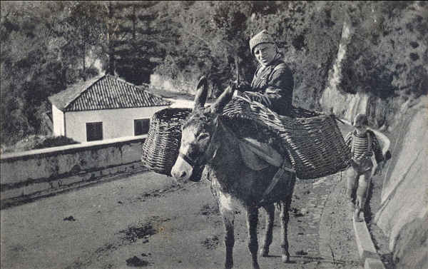 SN - SÃO MIGUEL, Costume camponez - Edição Novo Armazem dos Carreiros - Dim. 14x8,9 cm - Col. A. Monge da Silva (c. 1909)