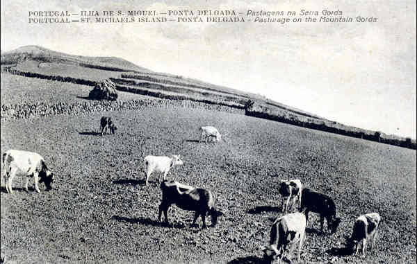 SN - SO MIGUEL. Ponta Delgada, Pastagem na Serra Gorda - Edio do Novo Armazm de Carreiros - Dim. 13,9x8,9 cm - Col. A. Monge da Silva (cerca de 1909)