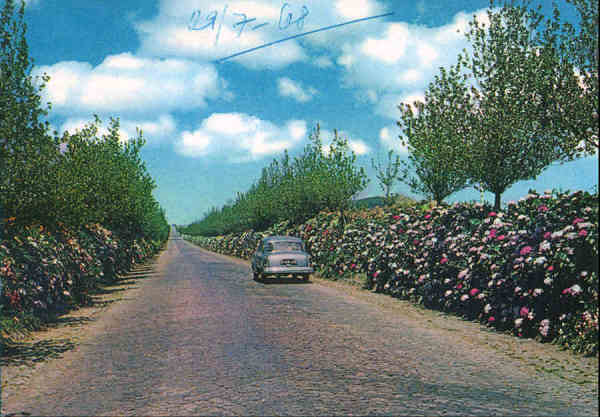 SN - ILHA TERCEIRA. Estrada de Hortnsias - Edio Foto Lilaz, Angra - Dim. 14,9x10,4 cm - Circulado em 1968 - Col. A. Monge da Silva