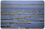 SN - Muros de marinhas - Ed. Cmara Municipal de Aveiro. Foto Manuel Gamelas - SD - Dim. 15x10 cm - Col. Gaspar Albino