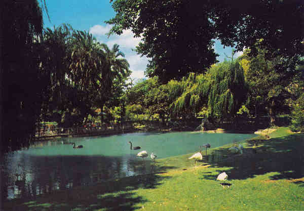 SN - Portugal. Caldas da Rainha. Lago do Parque - Editor ncora (Dcada 1970) - Dim. 15x10 cm. - Col. M. Chaby