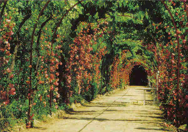 SN-CURIA-Portugal-Tunel das Rosas-Palace Hotel da Curia-Ed J Turismo-15,0x10,5cm-Colec A SIMOES 1071.