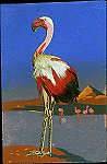 SN - Flamingo com penas verdadeiras - Editor WMB - Dim. 13,7x9 cm - Col. Amlcar Monge da Silva (cerca de 1910)