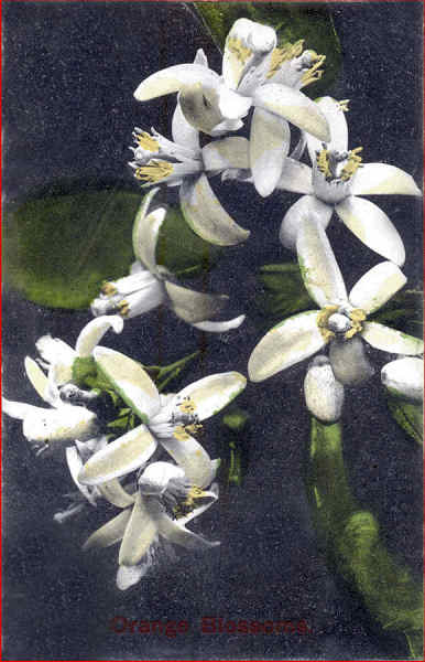 N 1664 - Orange Blossoms - Edio Newman Postcard Co, Los Angeles, USA - Circulado em  1910 - Dim. 13,8x8,8 cm - Col. Amlcar Monge da Silva