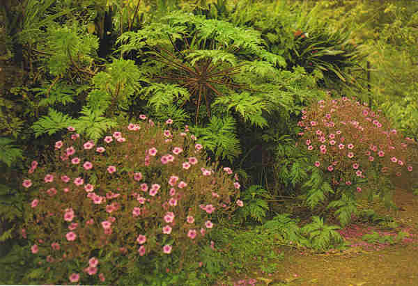 N. MD 504 - FUNCHAL (MADEIRA) Geranium madeirense - Ed. Francisco Ribeiro, Rua Nova de S. Pedro, 27 telef. 23930 - SD 