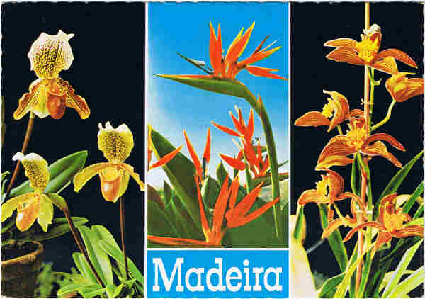 MD. 5 - MADEIRA. Orquidea: Cymbidium Louwamo - Cypipedilum insigne - Sterilizia regina - Ed. Hans Huber KG Agente no Funchal: Francisco Ribeiro, Rua Nova de S. Pedro, telef. 23930 - SD - Dim. 14,8x10,4 cm - Col. Manuel e Ftima Bia (1975).