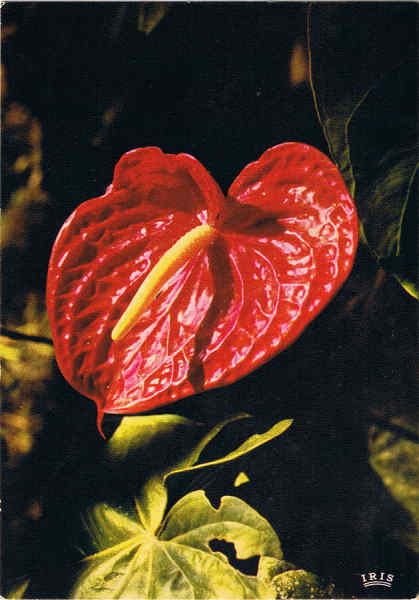 MD 357 - MADEIRA Anthurium - Antrio - Ed. Francisco Ribeiro - Rua Nova de S. Pedro, 27 telef. 23930 FUNCHAL - MADEIRA - SD - Dim. 10,4x14,8 cm - Col. Manuel e Ftima Bia (1975).