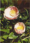 N. 72 - CAMELIA HANAFUKI Quinta do Palheiro-Madeira - Ed. PERESTRELLOS-PHOTOGRAPHOS Impresso da Noruega - SD - Dim. 10,4x14,8 cm - Col. Manuel e Ftima Bia (1975).