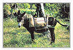 S/N -  OURM - PORTUGAL Ruralidades - Ed. RTL/F - 2003 - Fotografia: Quercus/Ourm - REGIO DE TURISMO - Leiria-Ftima www.rtleiriafatima.pt . - Dim. 10,5x15 cm. - Col. Manuel Bia (2009)