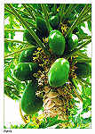 SN - Papaia - 01p  Papaia ( carica papaya) - Ed. Informao Turstica - Lucete Fortes - Mindelo - Cabo Verde - tel.+2382324267 www.bela-vista.net Foto: Dr. Pitt Reitmaier - SD - Dim. 10,5x14,8 cm - Col. Manuel Bia (2011)