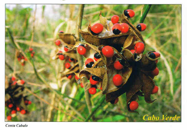 SN - Conta-Cabalo 01p  Conta cabalo/abrus precatorius/venenoso - Ed. Informao Turstica - Lucete Fortes - Mindelo - Cabo Verde - tel.+2382324267 www.bela-vista.net - Foto: Dr. Pitt Reitmaier - SD - Dim. 14,8x10,5 cm - Col. Manuel Bia (2011)